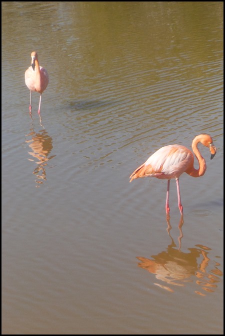 flamingo 1 (2)