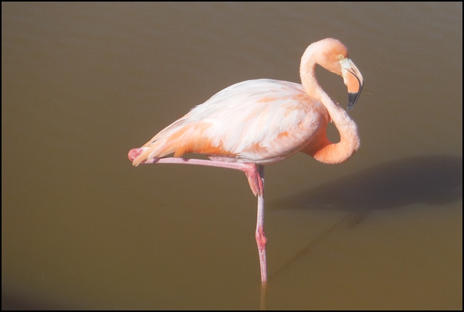 flamingo 1 (4)