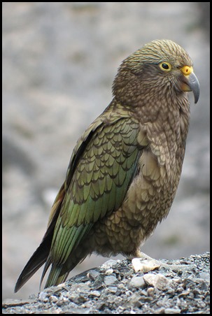 800px-Kea_filtered