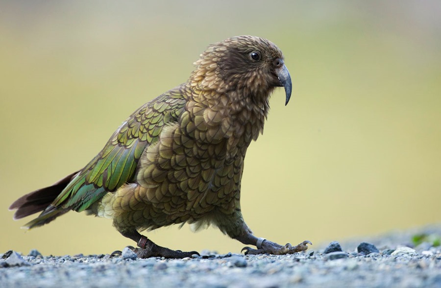 kea-milford-sbernert-1200-4.jpg