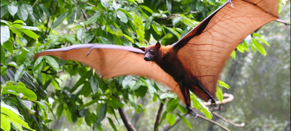 fruitbat-flyingjungle-1_thumb.jpg